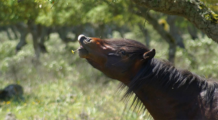 Wild horses on the Giara