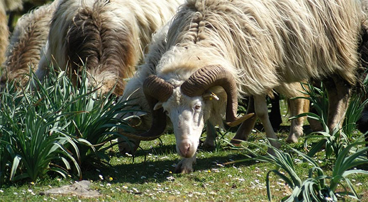 Sardinian sheeps on the top of the giara